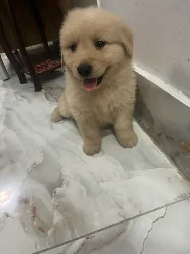Filhotes de Golden Retriever Prontos para Reserva