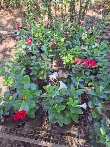 Mandevilla ou dipladenia