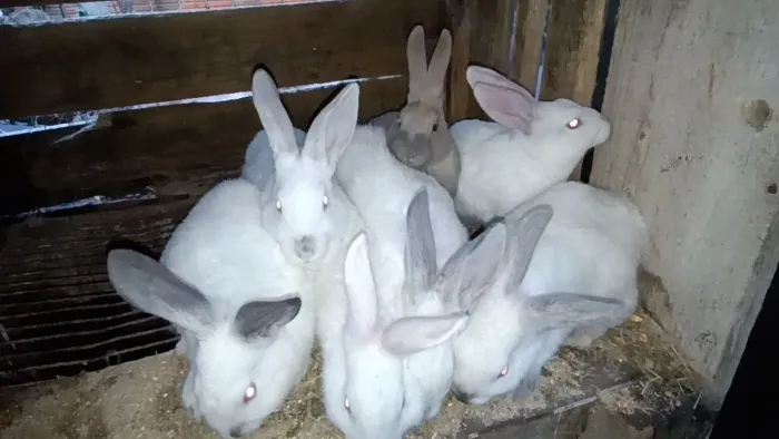 Coelhos Califórnia e Nova Zelândia macho