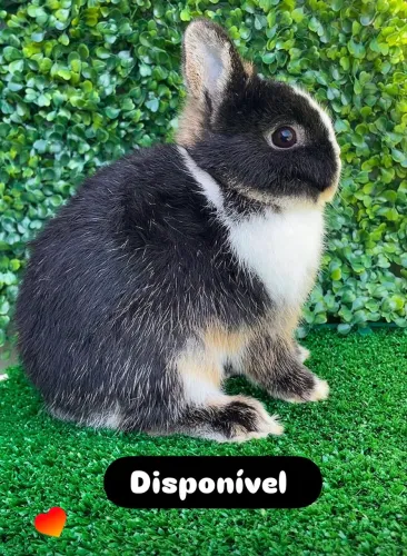 Mini coelho 