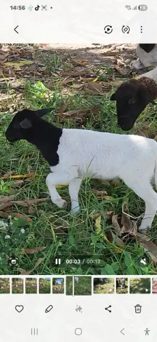 Borregos doper pra negocio estão em Teresina PI