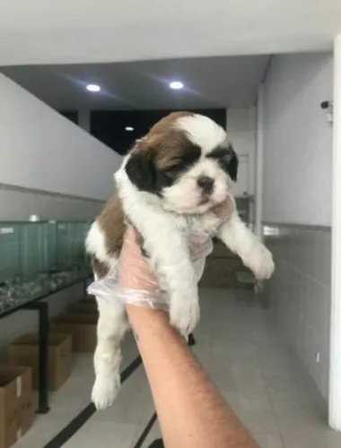 Mine filhote de Shih Tzu lindos 