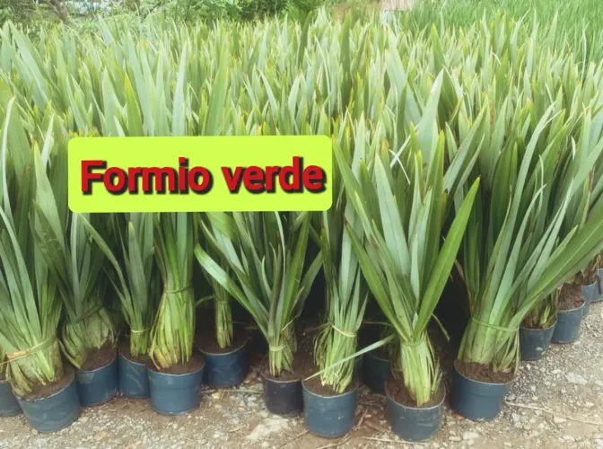 PROMOÇÃO FORMIO VERDE