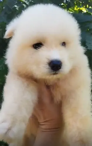 Samoieda: beleza e carinho em um só filhote!