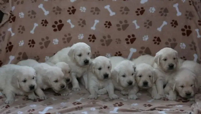 Golden Retriever fêmeas em loja- Filhotes lindos e saudáveis esperando por você!
