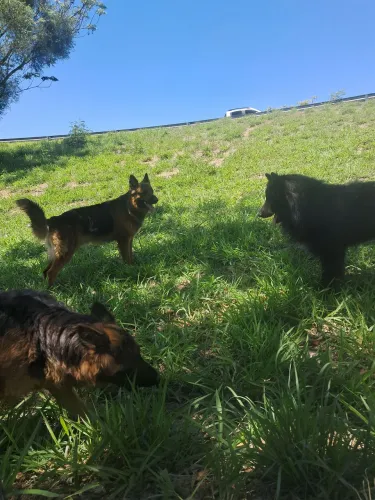 Filhote de pastor alemão (último disponível  - macho)