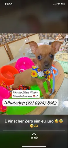 Filhotes Pinscher macho n/0 com n/1