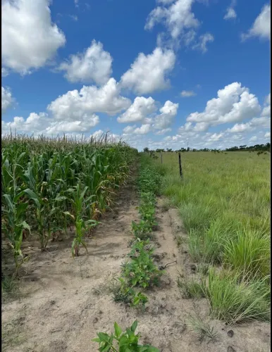 Vendo sítio no Bonfim 68km de Boa Vista/RR 