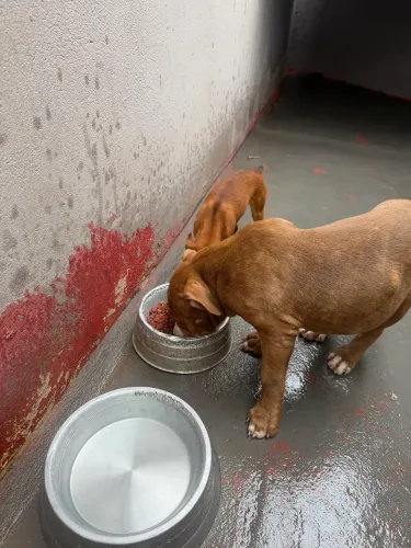 Pitbull pura fêmea 800 reais 