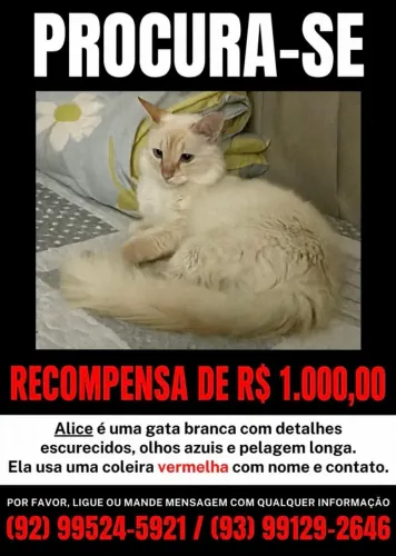 Procura-se gato em Santarém