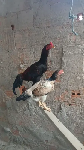 Frango e galinha