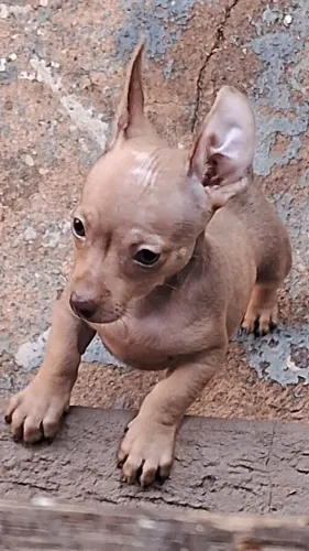 Vendo Lindo Filhote Pincher Macho Vacinado