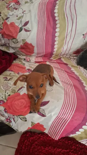 Vende pincher