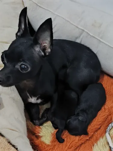 Pinscher mine