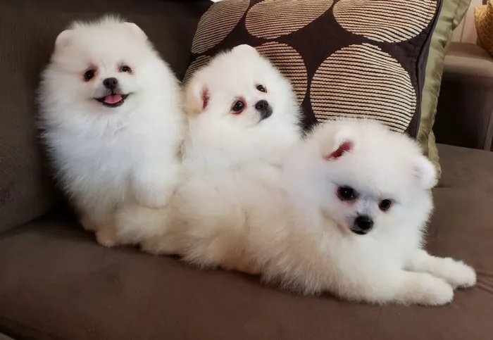 SpitZ alemão Um filhote que impressiona pela estrutura e conquista pela lealdade