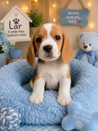 Lindos filhotes de beagle 