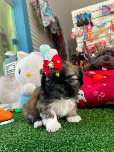 Shihtzu fêmea máscara negra 
