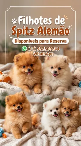 Spitz alemão ( Lulu da Pomerânia)
