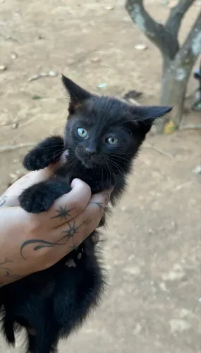 Gato