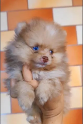 Lulu da pomerania fêmea parcelamos até 21? Vezes sem juros