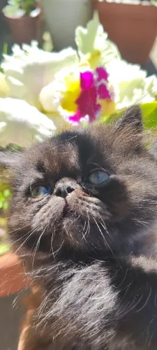 Black persa com himalaia Amuleto da sorte 