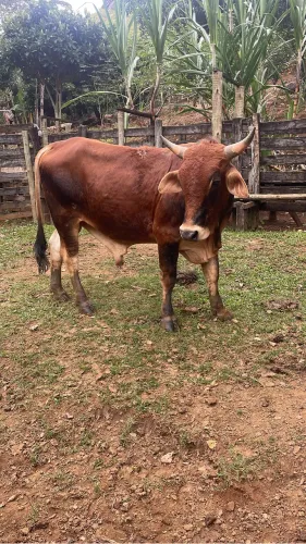 LTourinho sindi