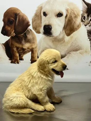 Golden Retriever Inteligente, dócil e pronto para um novo lar