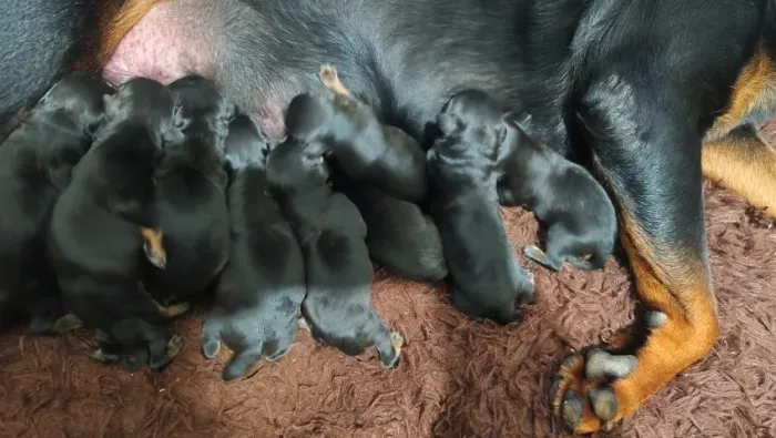 Filhote de rotweiller pais com pedigree
