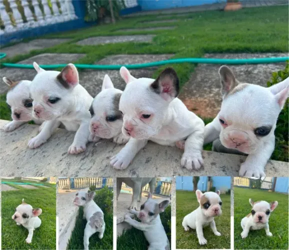 FILHOTES BULLDOG FRANCÊS
