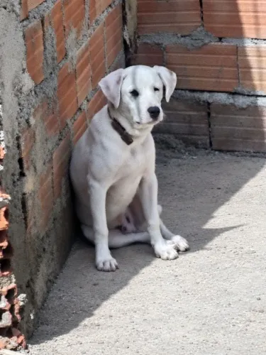 Doação cachorro 
