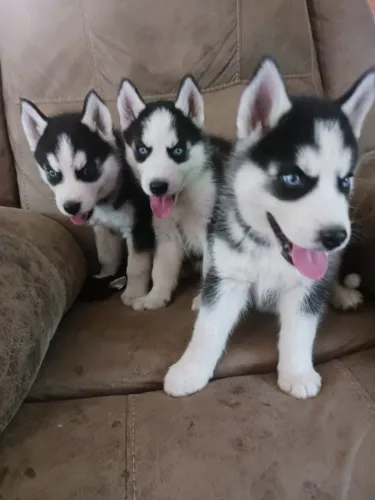 Husky "Minha voz sempre tem opinião."