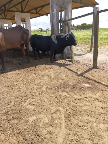 Vendo um bezerro mini boi ja servindo lindos e forte pra seu sitio ou chácara contato o m