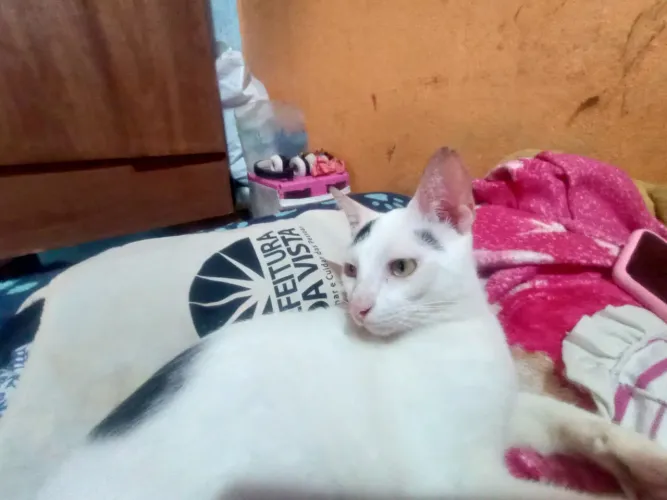 Preciso de uma babá pra morar 