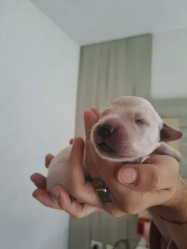 Procurando amor, companhia e uma dose de adrenalina? GOLDINHOS PARA VENDA