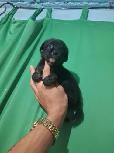 Mini toy Black macho