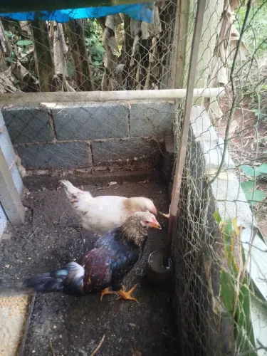 Frango 