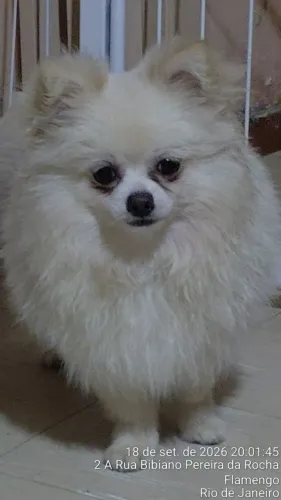 Cão Pitz Alemão