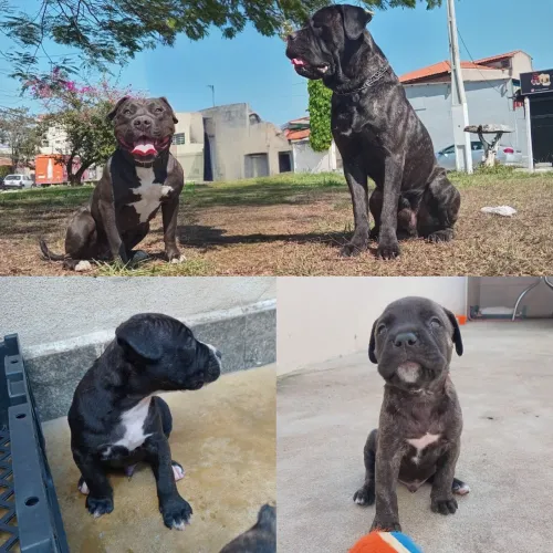 Filhotes Cane Corso X American bully