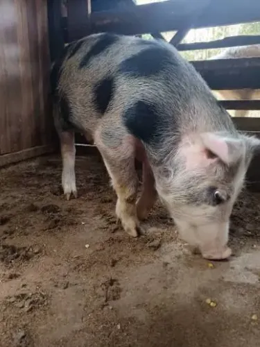 Porco caipira 