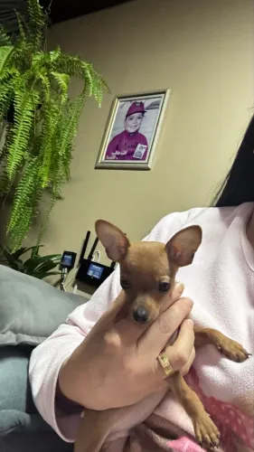 Animais de estimação 