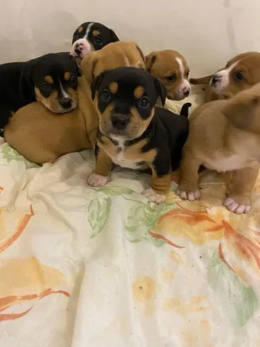 Filhotes American Terrier Misto