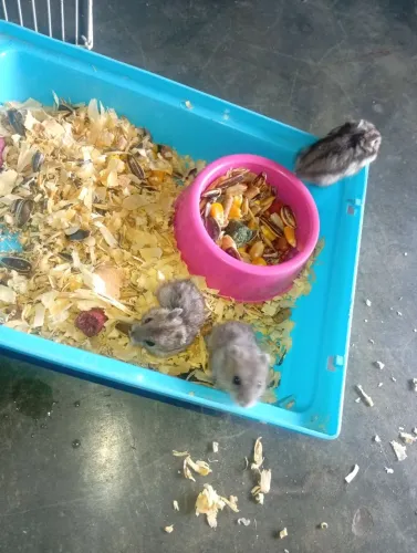 Gaiola com hamster 