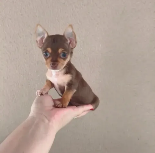 Pinscher -Disponível zerinho 