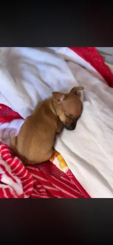 Pinscher filhote disponível
