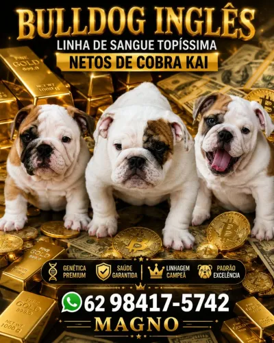 Bulldog Inglês Filhotes e Montas