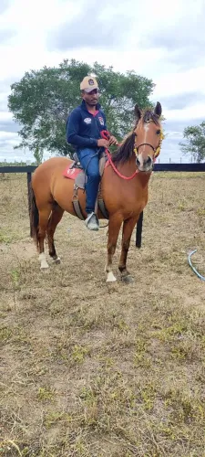 Cavalo