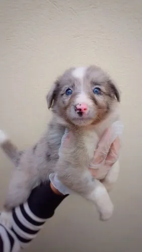 Filhote de Border Collie