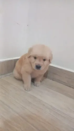 Filhote Golden Retriever, Um rabinho abanando pode ser a melhor coisa da sua vida!
