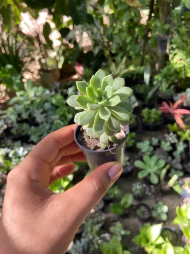 Plantas de várias espécies