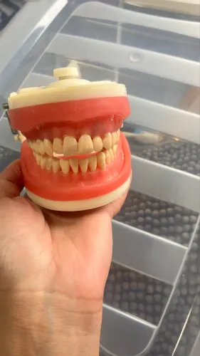 Manequim de dentistica